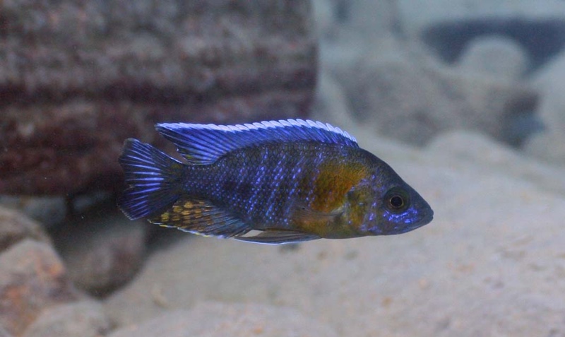 Aulonocara saulosi 'Border'